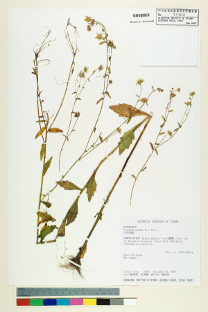 Erigeron annuus (L.) Pers._標本_BRCM 5052