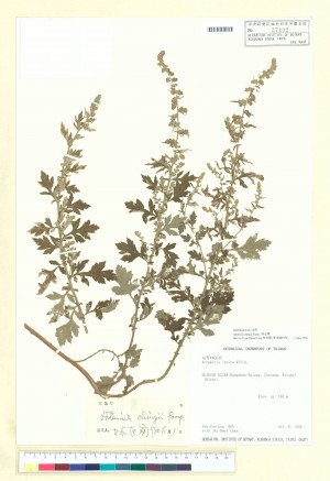 Artemisia chingii Pamp._標本_BRCM 4992