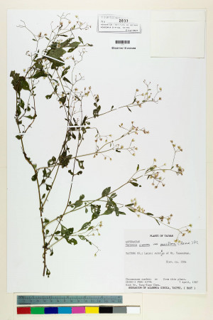 Vernonia cinerea (L.) Less. var. parviflora (Reinw.) DC._標本_BRCM 5123