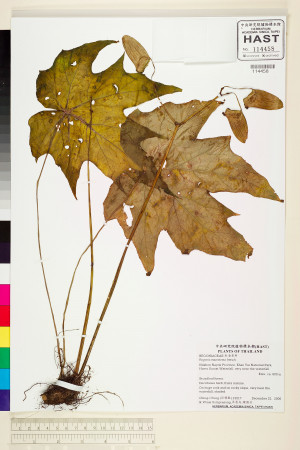 Begonia macrotoma標本_BRCM 2064