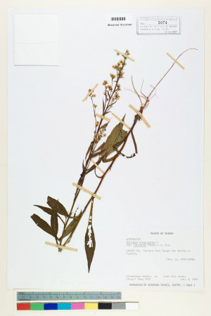 Solidago virgaurea L. var. leiocarpa (Benth.) A. Gray_標本_BRCM 6683