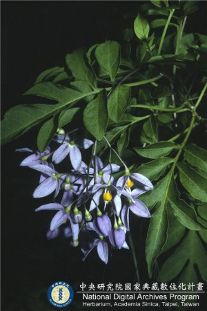 Solanum seaforthianum Andrews_BRCM 6071