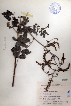 millettia reticulata Benth._標本_BRCM 4413