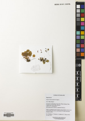 Begonia hymenophylla標本_BRCM 8748