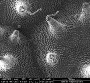 織錦秋海棠–葉片與氣孔SEM顯微照相