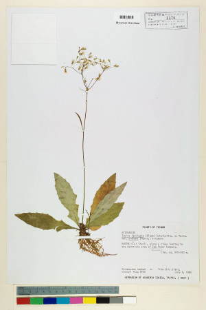 Ixeris laevigata (Blume) Schultz-Bip. ex Maxim var. oldhami (Maxim.) Kitam._標本_BRCM 6702