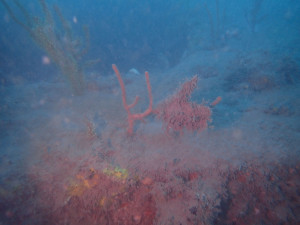 人工魚礁—林園二水泥礁