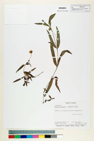Wedelia chinensis (Osbeck) Merr._標本_BRCM 7261