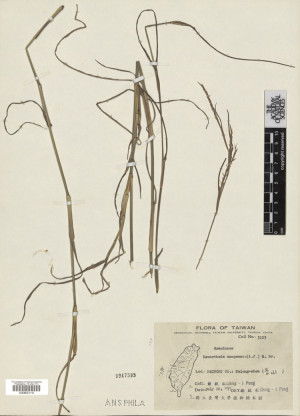 Hemarthria compressa (L. f.) R. Br._標本_BRCM 4752