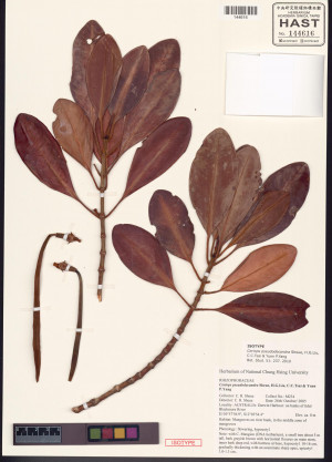 擬印度細蕊紅樹標本_BRCM 8705