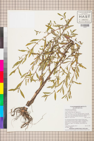 Ludwigia glandulosa Walter_標本_BRCM 3556