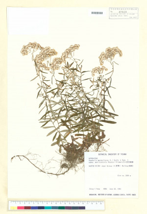 Anaphalis margaritacea (L.) Benth. & Hook. f. subsp. morrisonicola (Hayata) Kitam._標本_BRCM 6553
