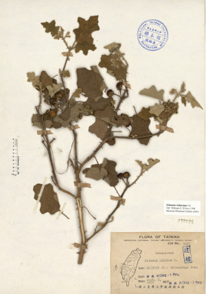 Solanum indicum L._標本_BRCM 4436