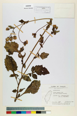 Gynura japonica (Thunb.) Juel var. flava (Hayata) Kitam._標本_BRCM 6471