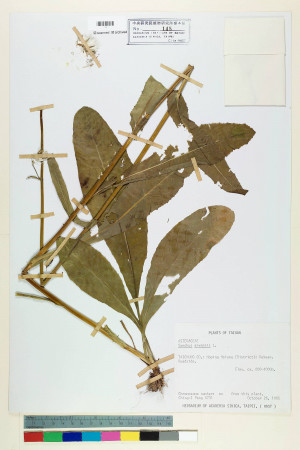 Sonchus arvensis L._標本_BRCM 6747