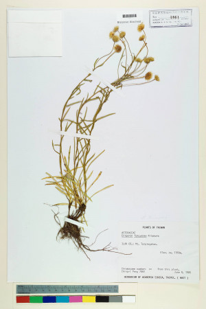 Erigeron morrisonensis Hayata_標本_BRCM 5031