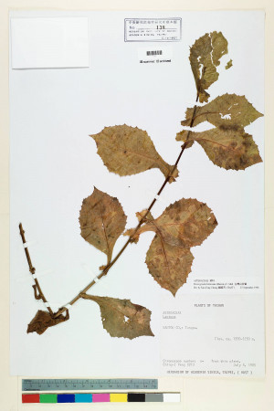 Pterocypsela formosana (Maxim.) C. Shih_標本_BRCM 6700