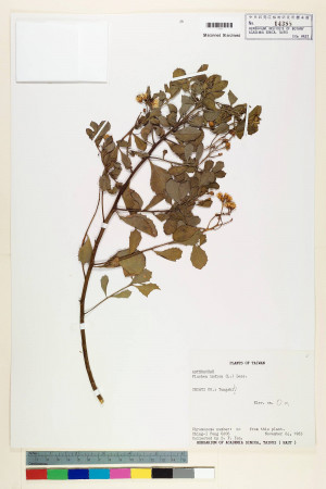 Pluchea indica (L.) Less._標本_BRCM 5921