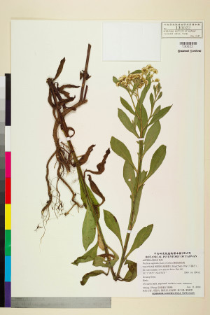 Pluchea sagittalis (Lam.) Cabera_標本_BRCM 5943