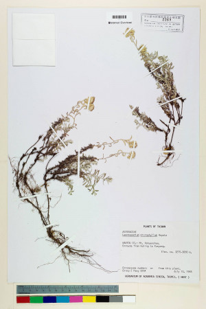 Leontopodium microphyllum Hayata_標本_BRCM 6704