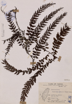 Vandenboschia auriculata (Bl.) Copel._標本_BRCM 4067