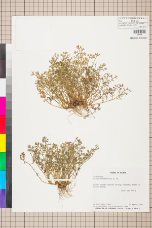 Soliva anthemifolia (Juss.) R. Brown ex Less._標本_BRCM 5073