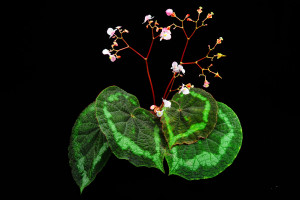 環紋秋海棠 (Begonia circularis C.I Peng & C.W.Lin)