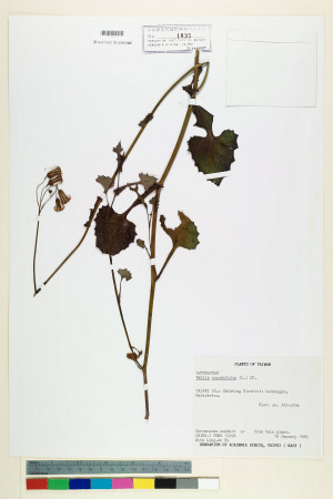 Emilia sonchifolia (L.) DC._標本_BRCM 5225