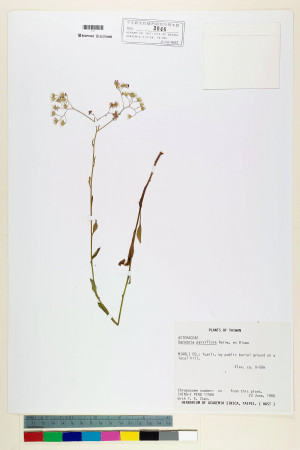 Vernonia parviflora Reinw. ex Blume_標本_BRCM 5133