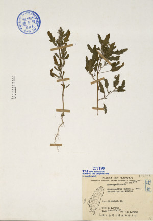 Chenopodium album L. var. certroruorum Makino_標本_BRCM 4738