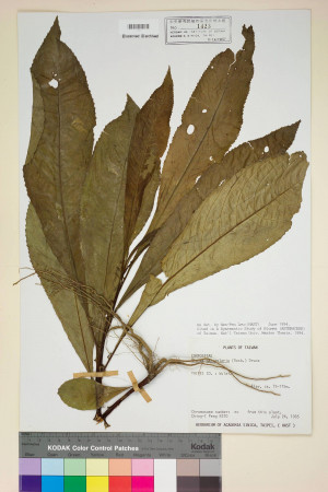 Blumea lanceolaria (Roxb.) Druce_標本_BRCM 4770