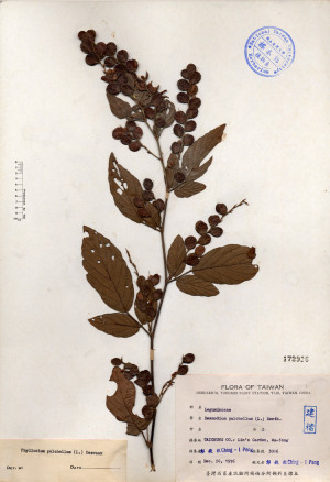 Desmodium pulchellum (L.) Benth._標本_BRCM 4419