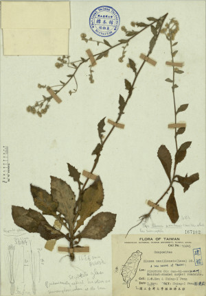 Blumea lacera (Burm. f.) DC._標本_BRCM 3901