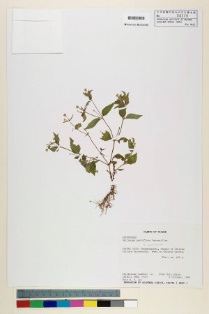 Galinsoga parviflora Cav._標本_BRCM 3719