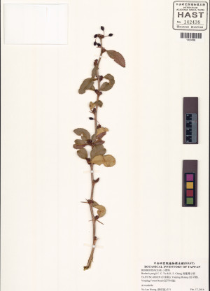 Berberis pengii C. C. Yu & K. F. Chung_標本_BRCM 6044