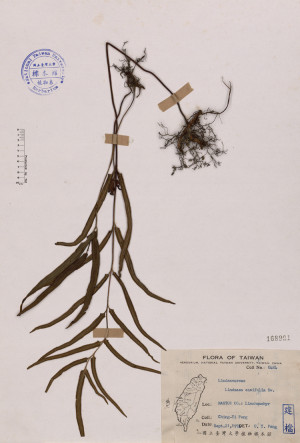 Lindsaea ensifolia Sw._標本_BRCM 4072