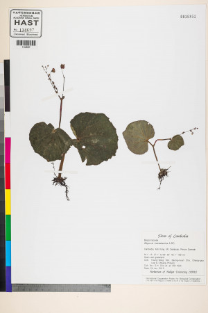 Begonia martabanica標本_BRCM 2708