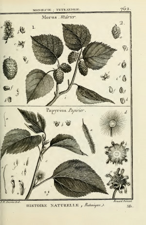 百科全書植物學圖版合集 Recueil de planches de botanique de l'encyclopédie